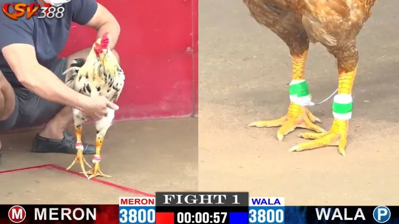 Đá gà trực tiếp SV388: Tính năng nổi bật và hấp dẫn 1 Chất lượng phát sóng đá gà trực tiếp SV388 sắc nét