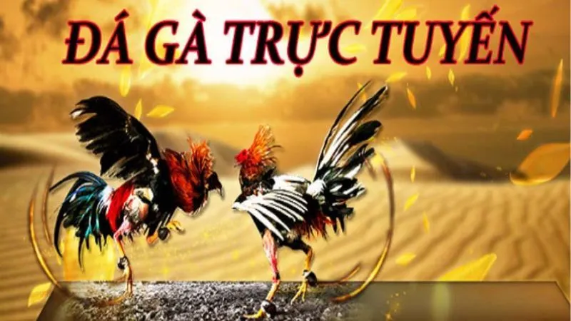 Đá gà – Căng thẳng và kịch tính