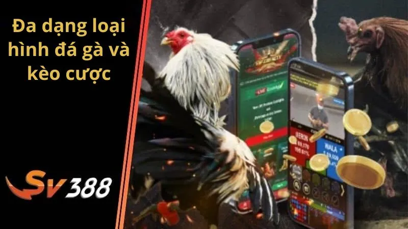 Khám phá từ A-Z tính năng live đá gà trực tiếp SV388 2 Đa dạng loại hình đá gà và kèo cược