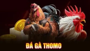 đá gà thomo sv388