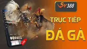 live đá gà trực tiếp sv388