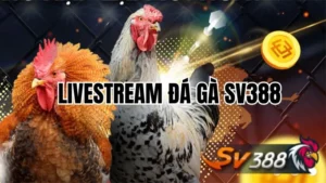 Livestream đá gà SV388: Trải nghiệm cá cược chân thực