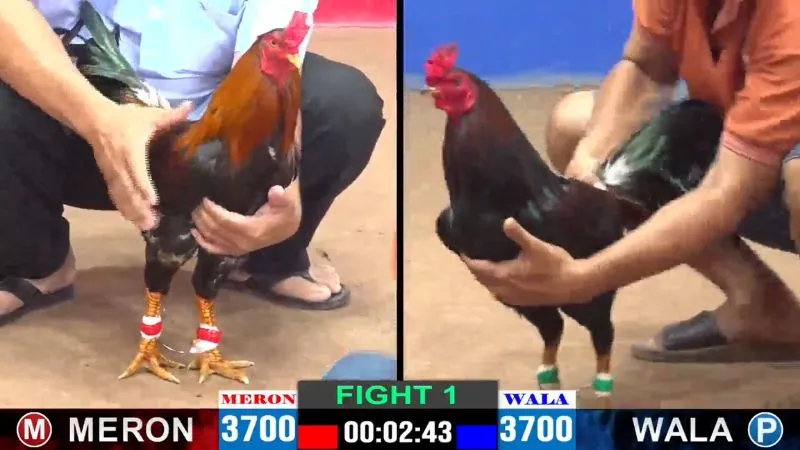 Khám phá các bí kíp chơi đá gà cựa dao SV388 hiệu quả 2 Phân tích thông tin chiến kê