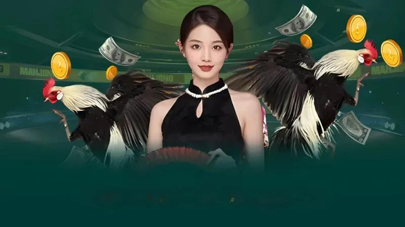 Livestream đá gà SV388: Trải nghiệm cá cược chân thực 2 Sân chơi đá gà trực tuyến minh bạch và công bằng