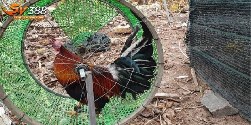 3 bài tập hiệu quả cho mọi gà đá