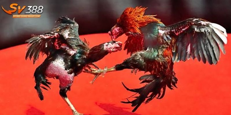 3 bước tham gia đặt cược đá gà tại SV388