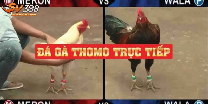 3 cách thưởng thức trực tiếp đá gà chất lượng