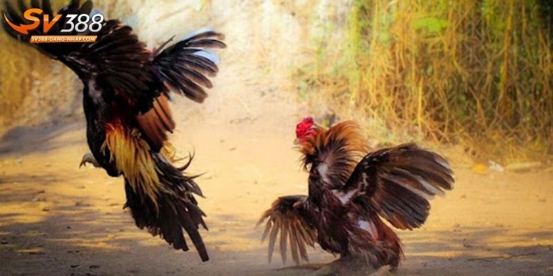 3 hình thức cược chọi kê được chuộng