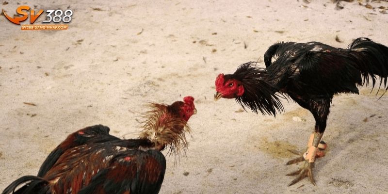 3 kiểu kèo cược chọi kê Thomo phổ biến