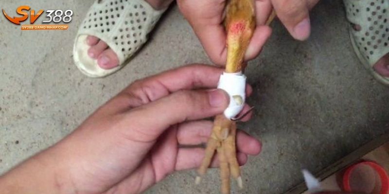 4 mẹo giúp lên cựa gà hiệu quả từ kê sư