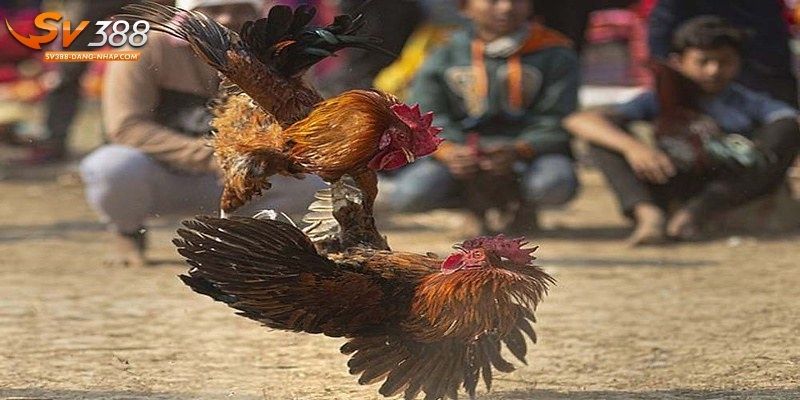 5 màu mạng gà phổ biến trong chọi kê