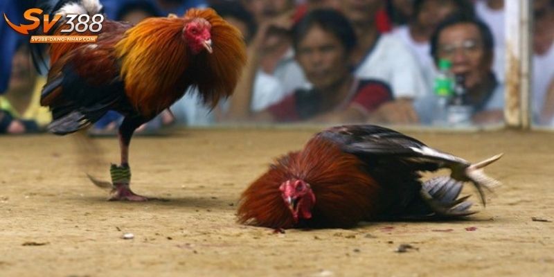 Áp dụng ngay 2 mẹo cược chọi kê bất bại từ cao thủ