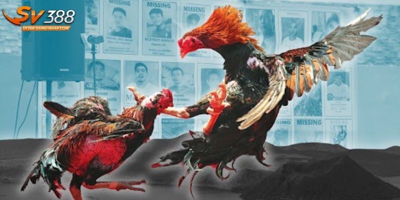 Áp dụng ngay 3 mẹo cược đấu gà C1 để thắng lớn