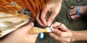 Cách lên cựa gà