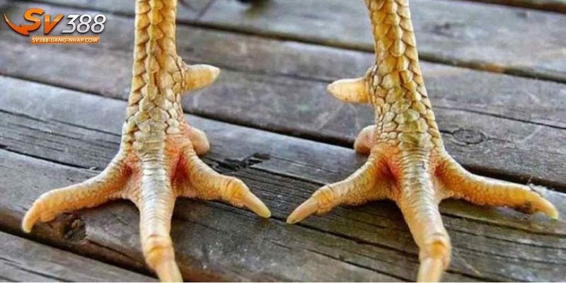 Cách lên cựa gà trong 3 bước cụ thể