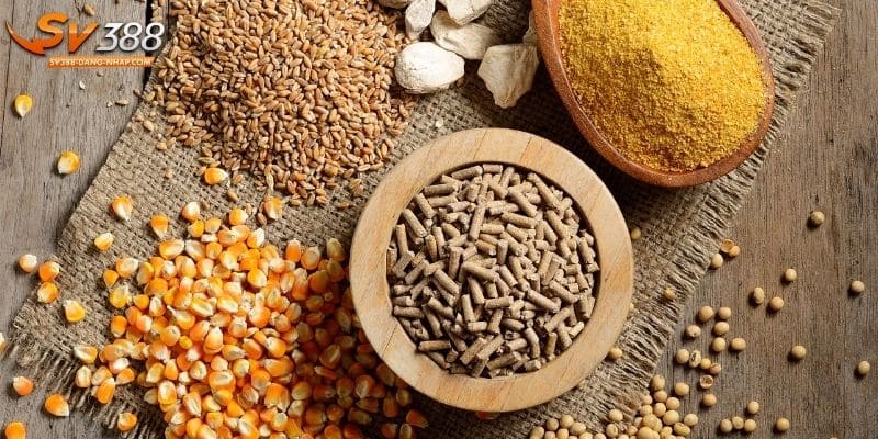 Chế độ dinh dưỡng quyết định thể trạng chiến kê