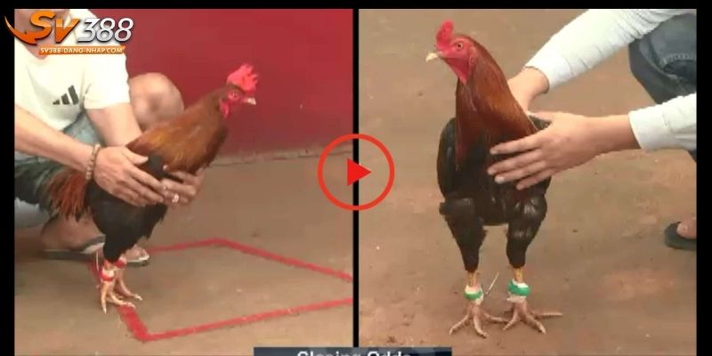 Chú ý 3 điểm khi thưởng thức chọi kê trực tiếp