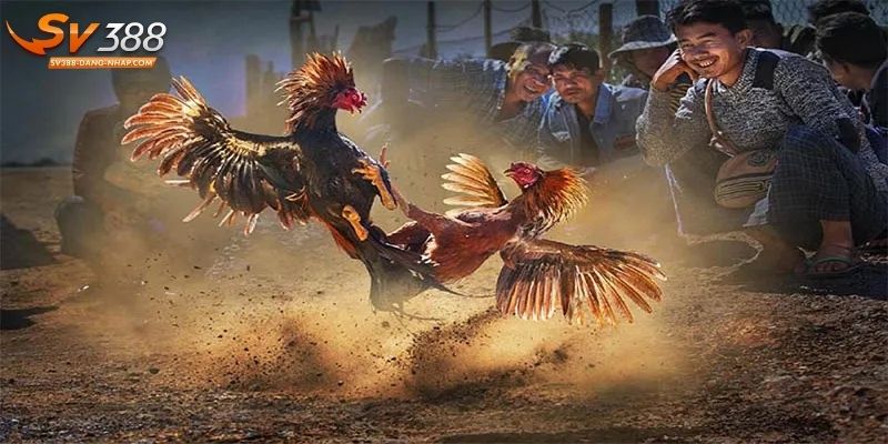 Đá gà cựa là hình thức cược được săn đón