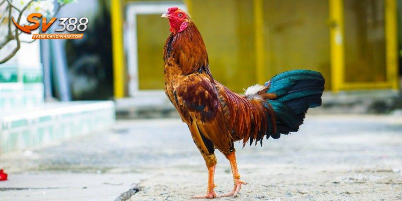 Các hình thức cược Đá gà đòn phong phú