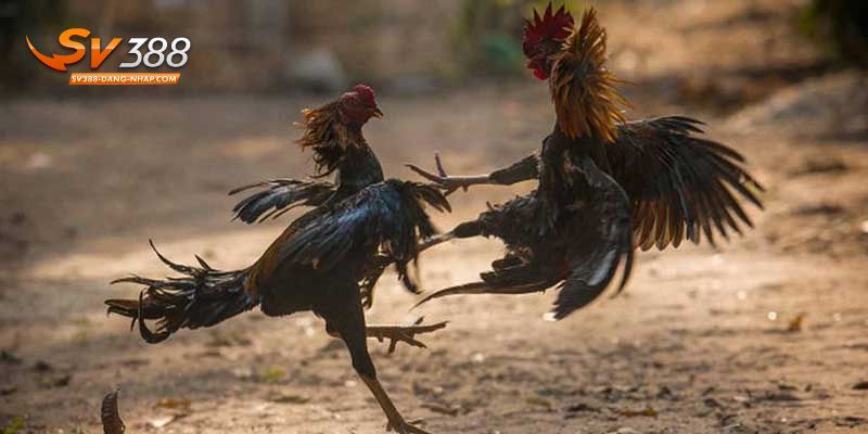 Trò chơi Đá gà đòn được lựa chọn nhiều