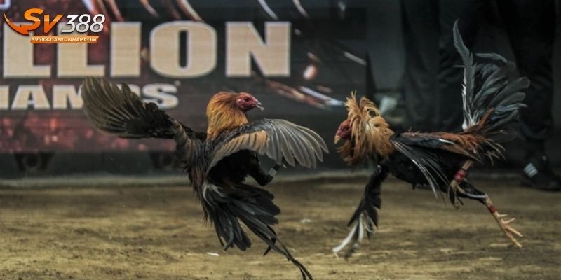 Đá gà Thomo là kiểu cược thú vị được săn đón