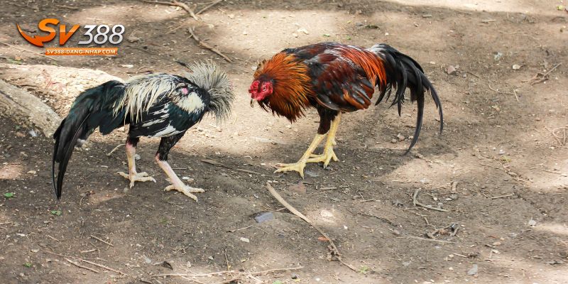 Cách chơi game đá gà SV388 đơn giản