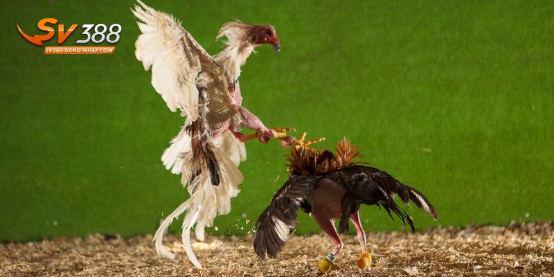 Áp dụng kinh nghiệm chơi game đá gà dễ thắng