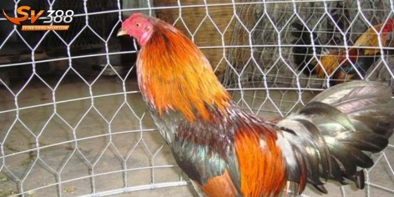 Huấn luyện gà chọi đóng vai trò quan trọng