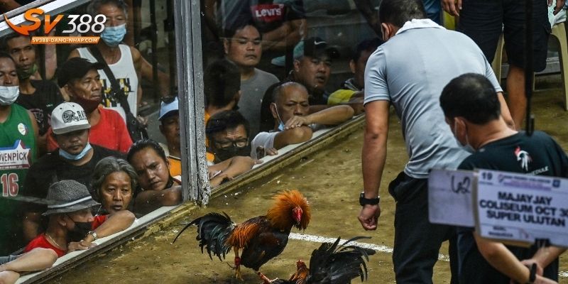 Luật cược đấu gà C1 chuyên nghiệp, thú vị