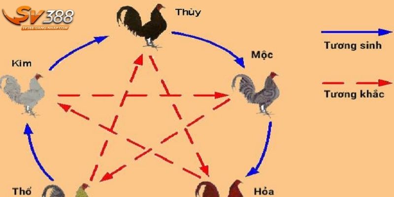 Màu mạng gà là khái niệm quen thuộc trong chọi kê