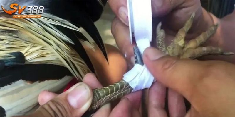 Nắm bắt phương pháp lên cựa tăng lợi thế
