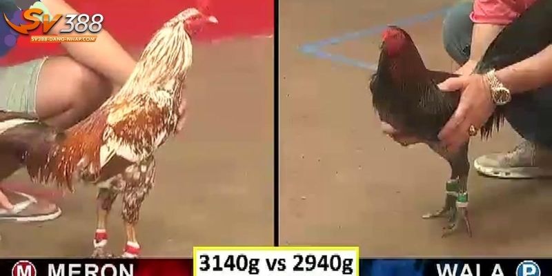Trực tiếp đá gà mang lại giải trí tiện lợi